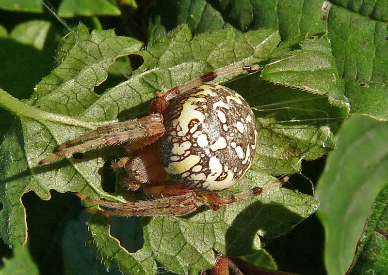 Araneus marmoreus e non solo
